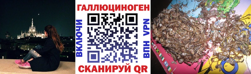 Псилоцибиновые грибы Psilocybine cubensis  Плёс 